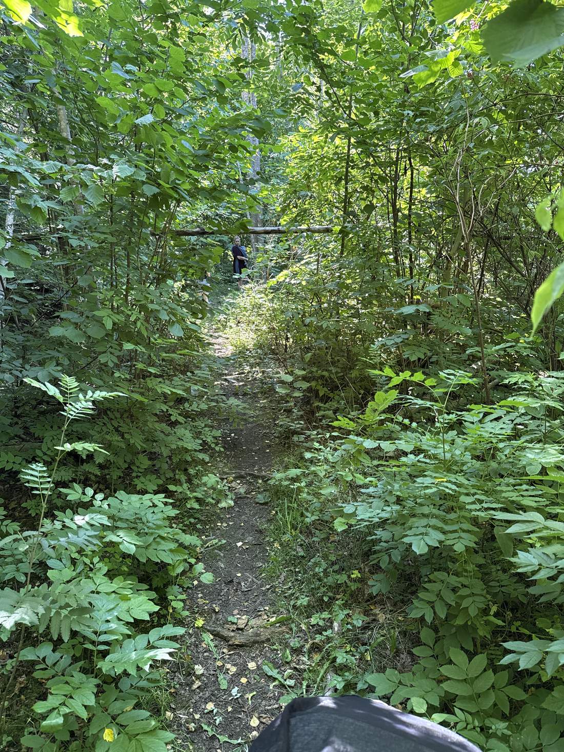 En person med baby i bæremeis sett gjennom en naturlig løvtunnel i skogen